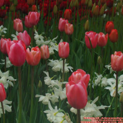 tulipany (36)